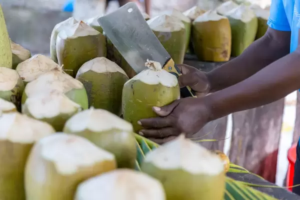 Man cuts open a green coconut with cleaver at Fruita Cabana bar on Anse Source d'Argent Beach in La Digue, Seychelles