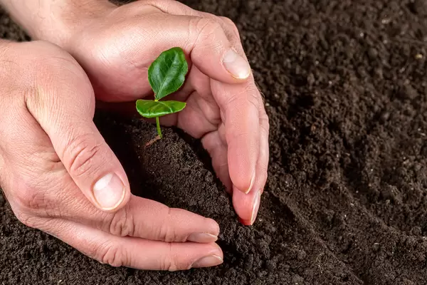 Man hands protect small tree growing on fertile soil, care of nature and earth day concept