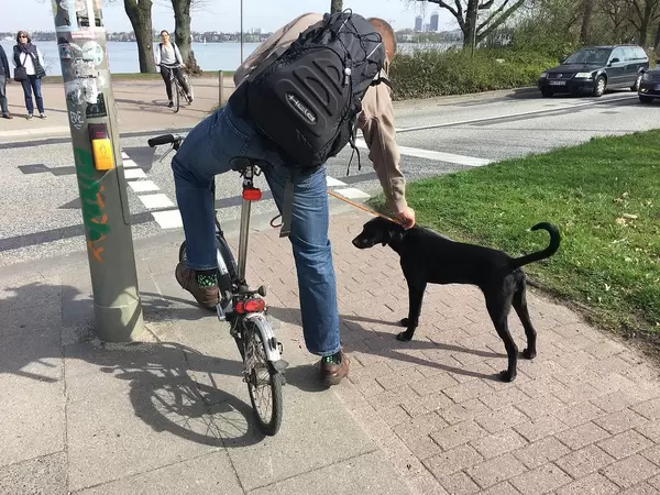 Man on a foldable bicycle attaching a leash to his dog while waiting for traffic light