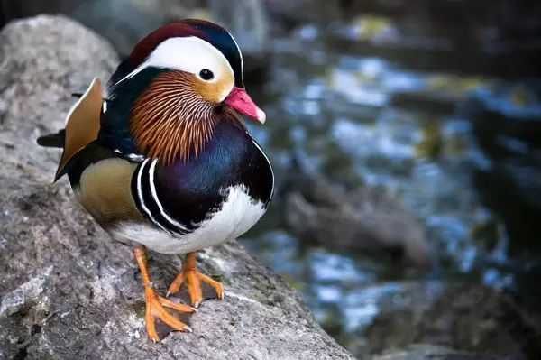 Mandarinente auf einem Stein am Flussufer
