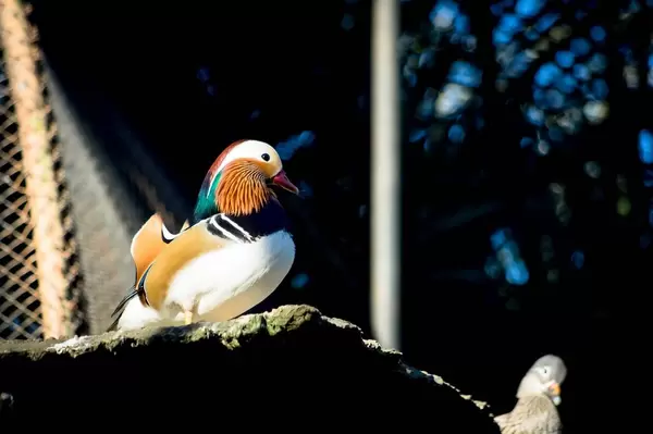Mandarinente im Gehege