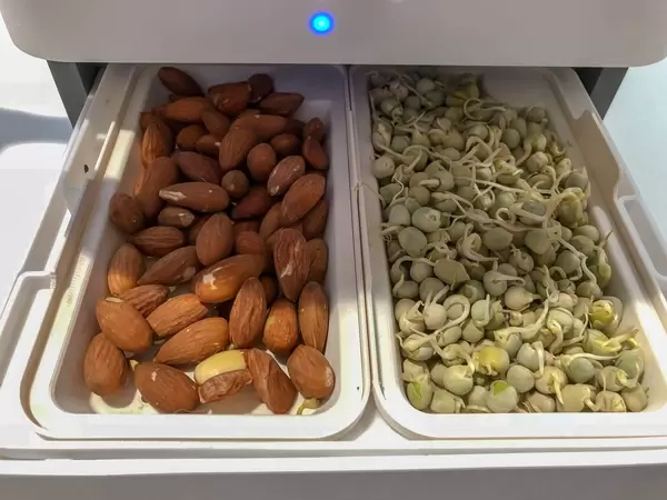Mandeln und Erbsen in einer Keimstation
