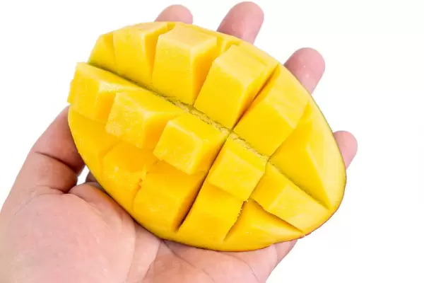 Mango Hedgehog in the hand