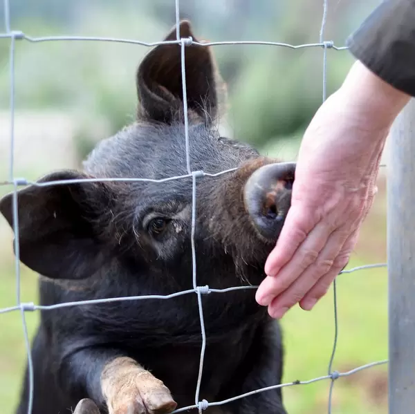 Mann füttert ein Schwein aus der Hand