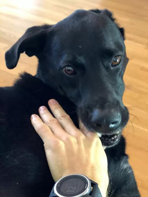 Mann streichelt ein schwarzen Labrador Retriever um die Schnauze