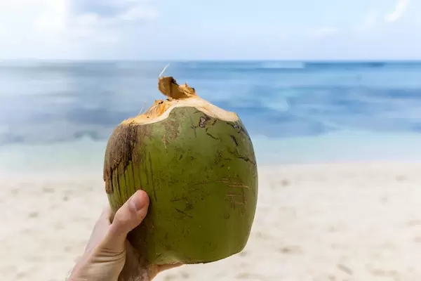 Männerhand hält angeschnittene grüne Kokosnuss am Strand auf den Seychellen vor blauem Meer des Indischen Ozeans