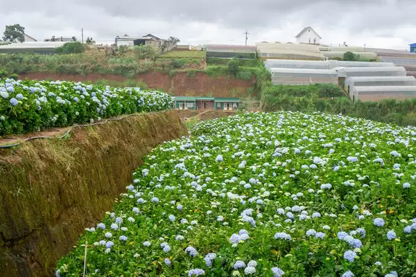 Many colorful Flowers at Hydrangea Garden in Da Lat, Vietnam