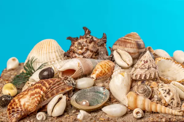 Many different sea shells, behind a blue background