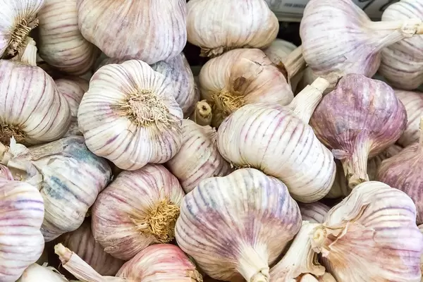 Many Garlic Tubers in a Container