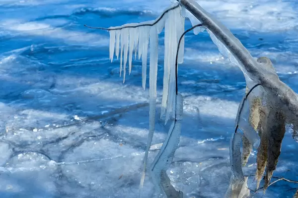 Many icicles hanging off of a branch