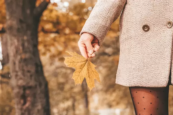 Maple yellow leaf in the girl's hand
