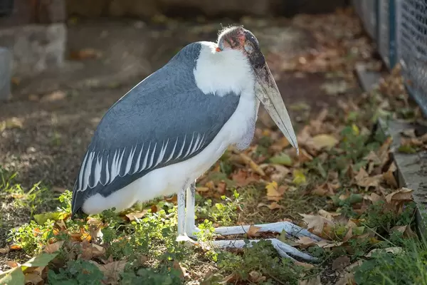 Marabou Stork bird sleeping on her legs