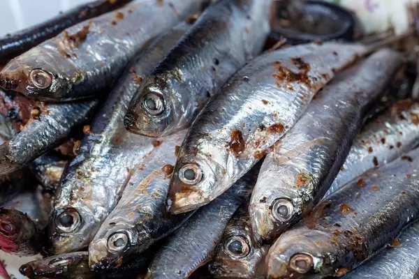 Marinated sprat spicy salted