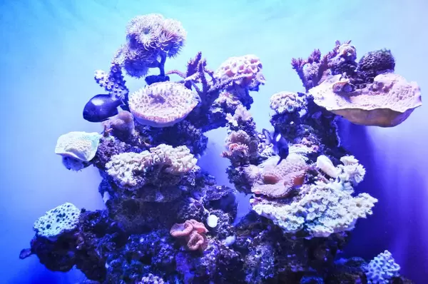 Marine Leben unter Wasser