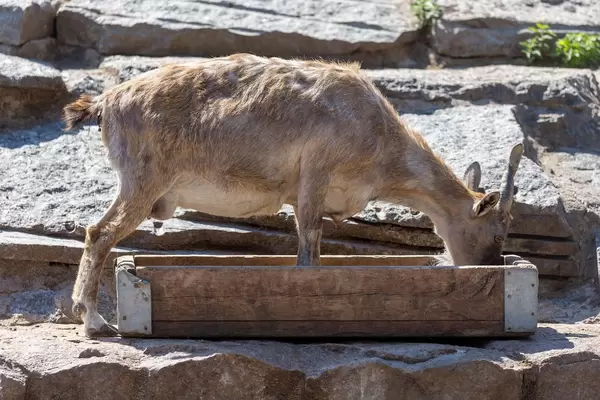 Markhor im Moskauer Zoo