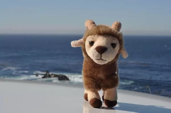 Maskottchen Geißbock Hennes des 1. FC Köln auf dem Autodach mit Blick auf den Pazifik