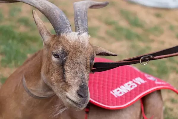 Maskottchen Hennes VIII in Form eines echten Bocks