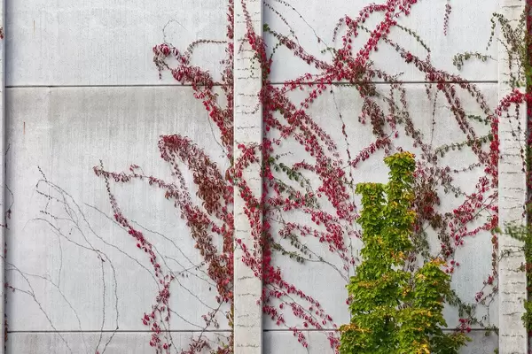 Mauer mit roten und grünen Kletterpflanzen