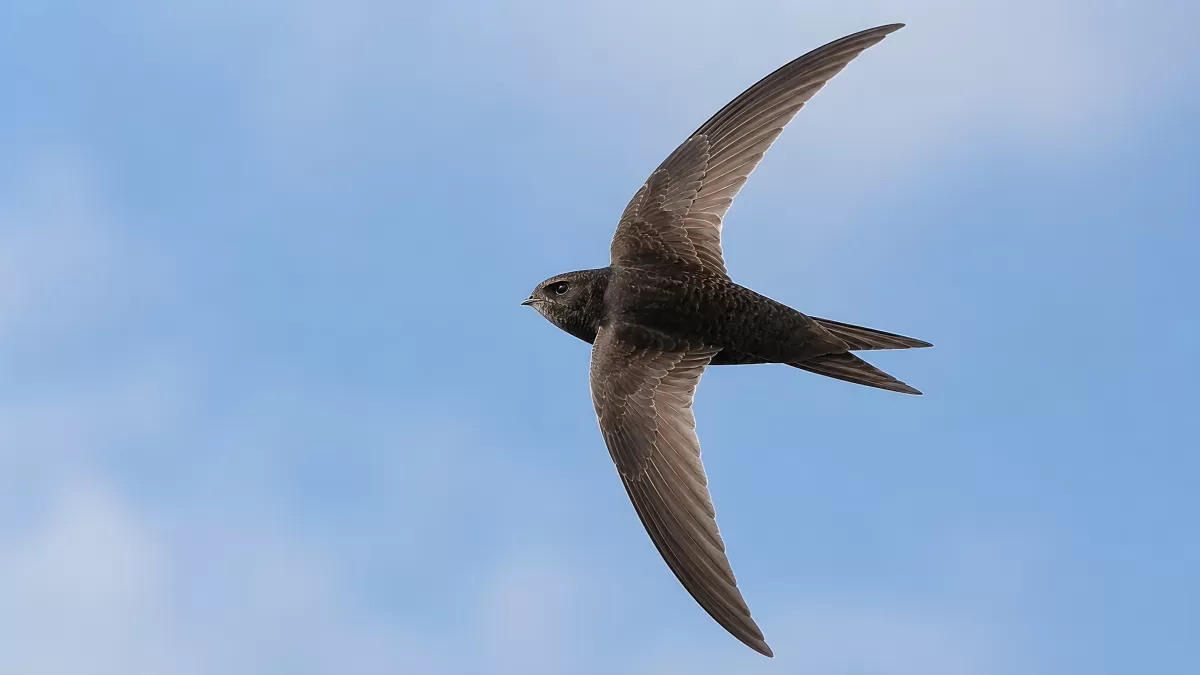 Mauersegler im Flug vor blauem Himmel