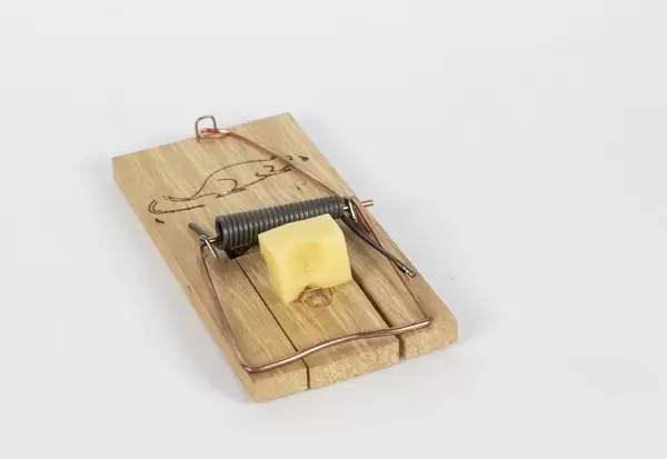 Mausefalle mit Hartkäse