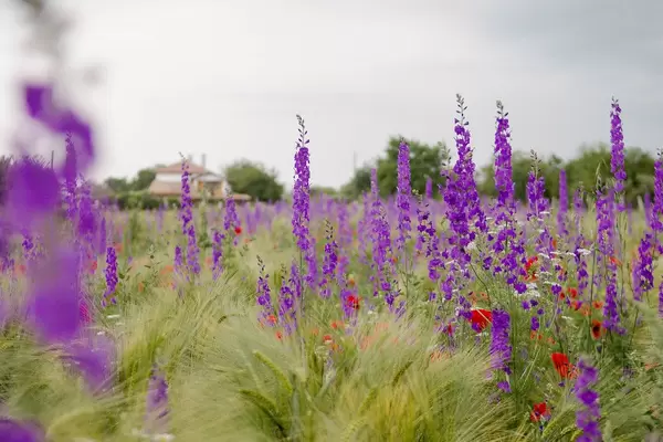 Meadow with red poppy flower