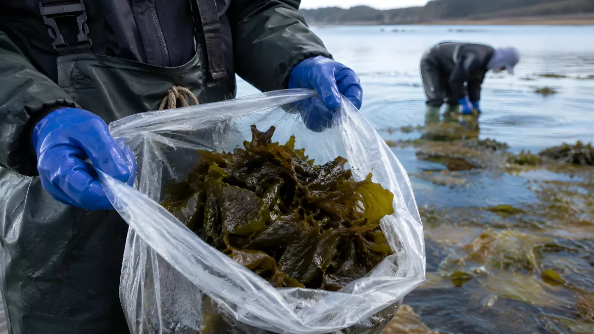 Meeresalgen ernten an felsiger Küste im Wattenmeer