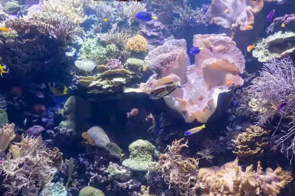 Meeresfische inmitten von Korallen - Shedd Aquarium, Chicago