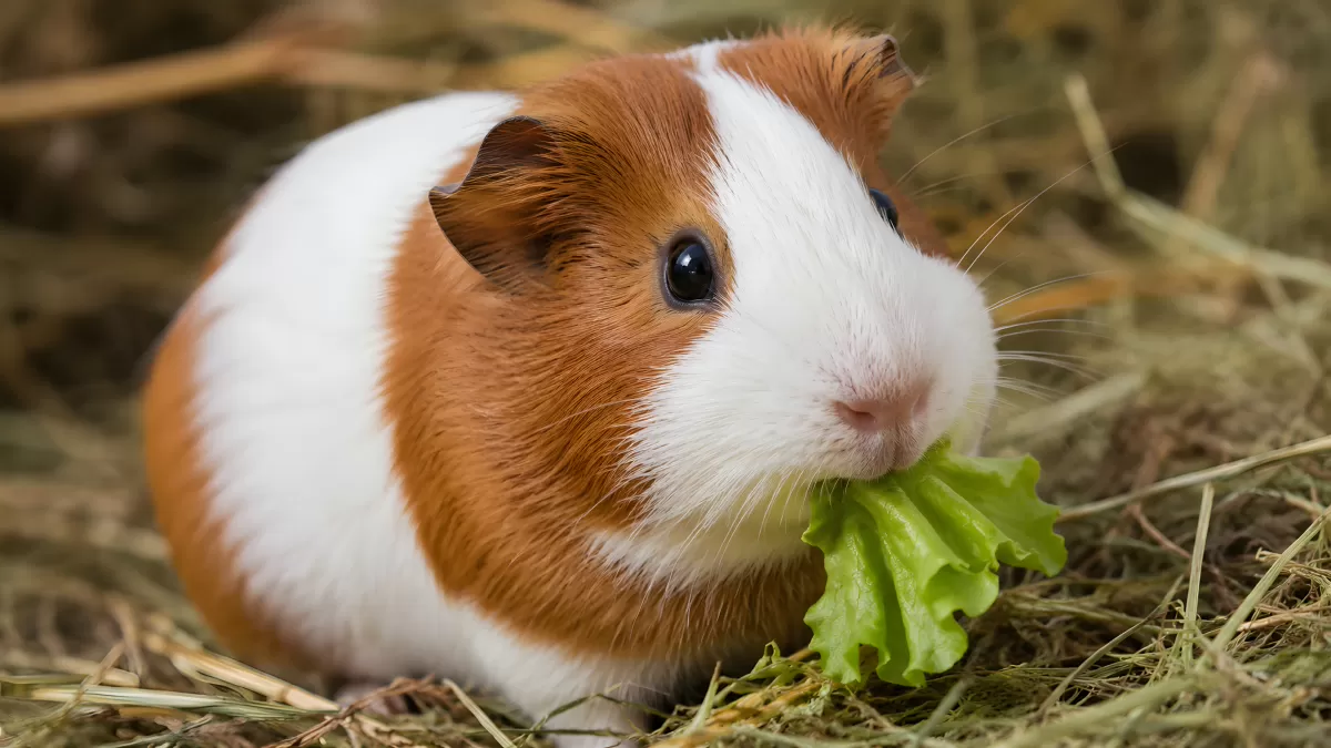Meerschweinchen frisst Salat im Heunest