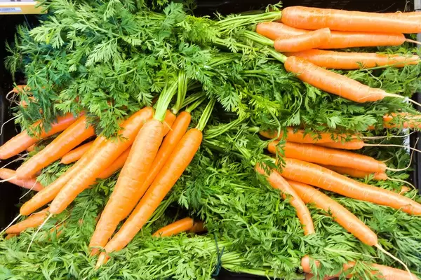 Mehrere Bündel Karotten