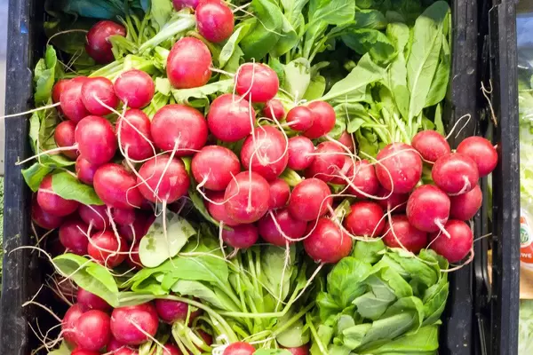 Mehrere Bündel Radieschen