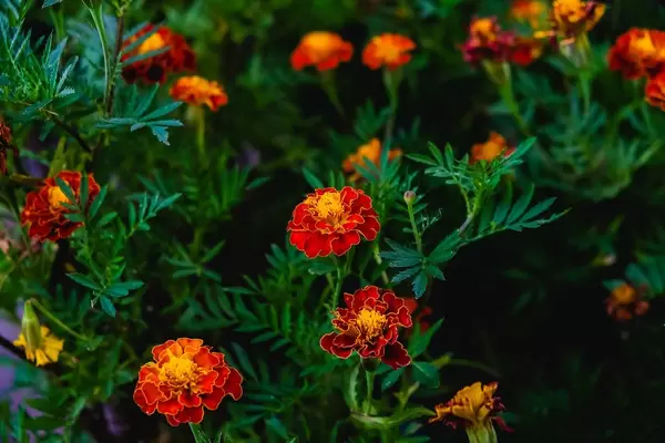 Mehrfarbige orangene Blumen blühen in einem kleinen Garten