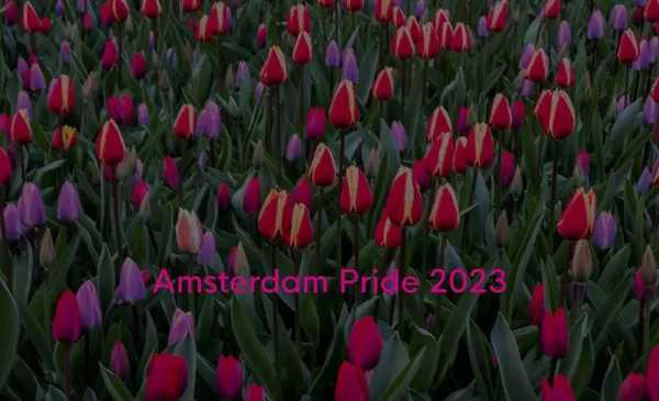 Mehrfarbige und farbenfrohe rosa und violette Tulpen in der Keukenhof Gartenanlage, mit dem Bildtitel Amsterdam Pride 2023