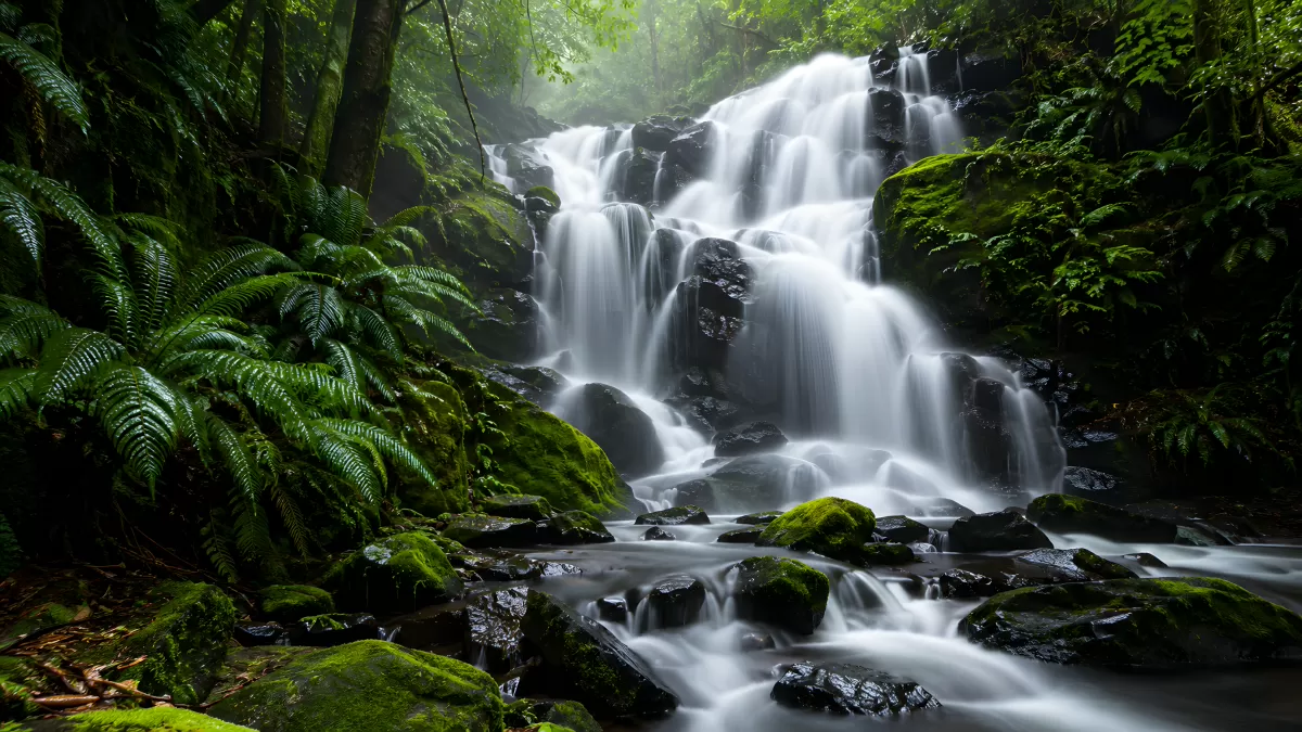 Mehrstufiger Wasserfall im grünen Regenwald