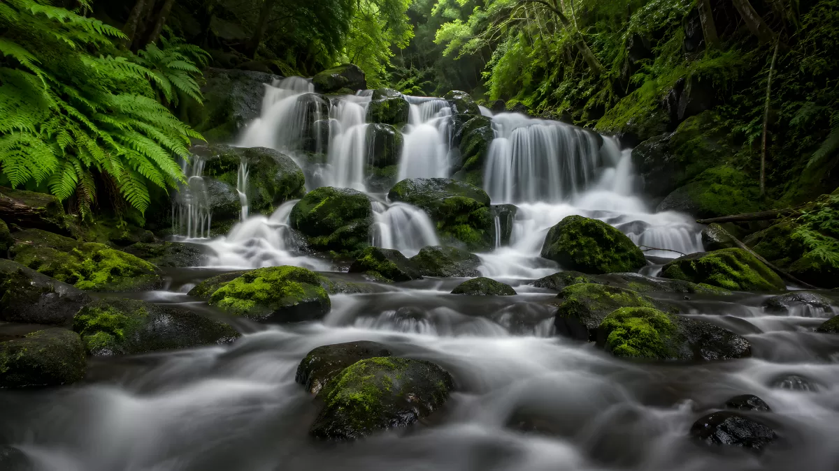 Mehrstufiger Wasserfall im moosbedeckten Waldbach