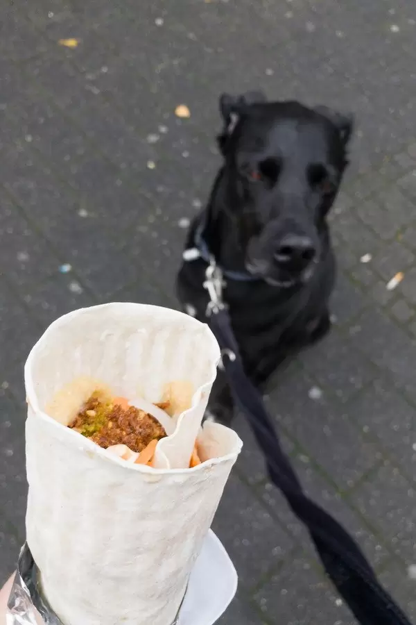 Mein Hund schaut auf meinen Taco