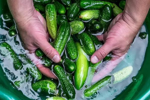 Men's hands wash in water fresh cucumbers