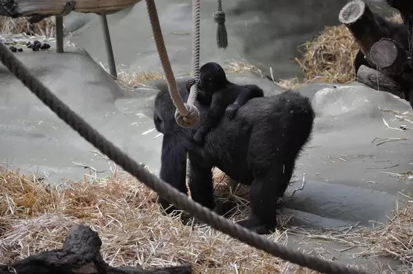 Menschenaffe trägt Junges auf dem Rücken