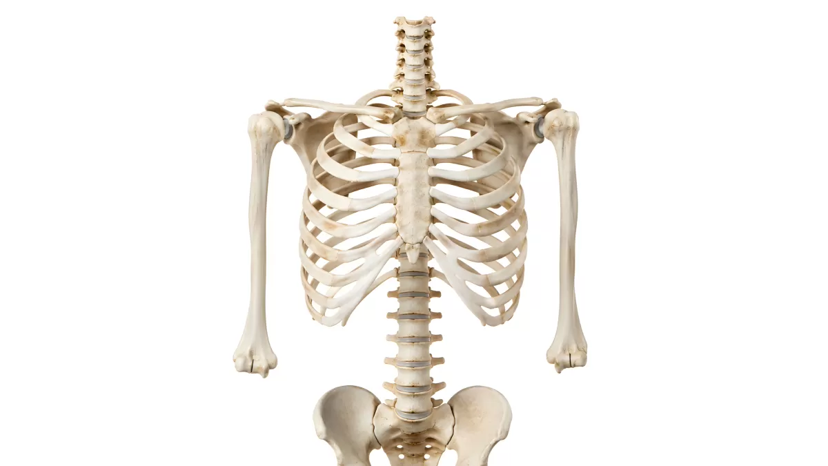 Menschliches Skelett Torso Anatomie Frontalansicht