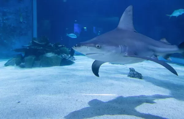 Metallisch schimmernder Sandbankhai im Budapester Tropicarium
