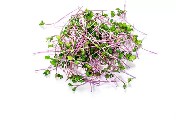 Micro cabbage greens on white background. Top view (Flip 2019)