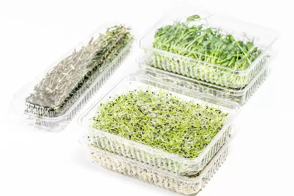 Micro-green onions, alfalfa, radishes, peas and thyme in plastic packages on a white background (Flip 2019)