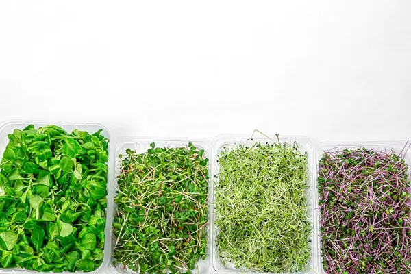 Micro-greens cabbage, radish, onion and corn salad on white background. Top view with free space. Healthy eating concept (Flip 2019)