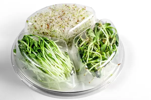 Micro-greens of onions, peas and sunflowers in a plastic container