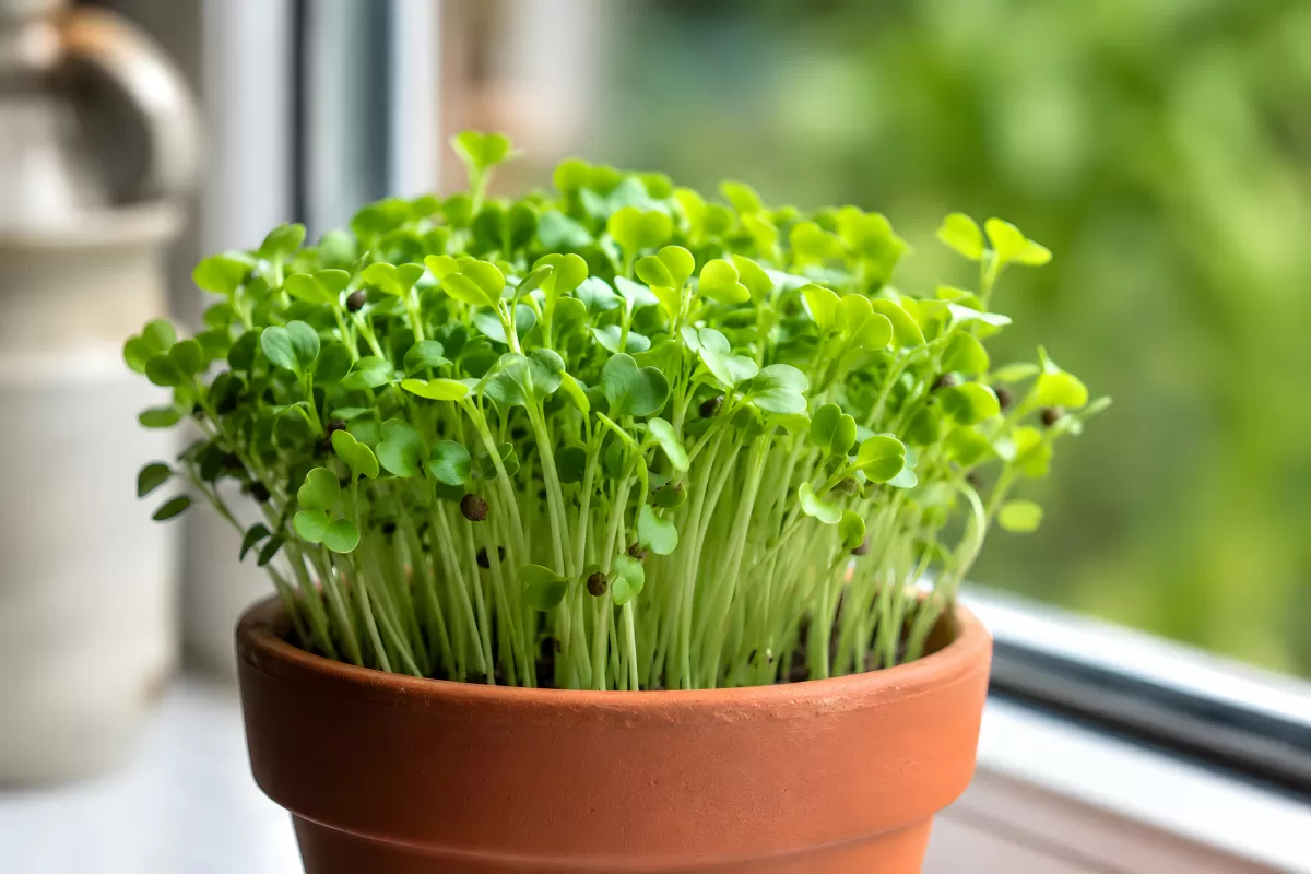 Microgreens im Tontopf auf der Fensterbank