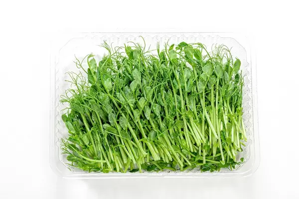Microgreens of peas in container on a white background, top view