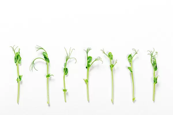 Microgreens pea shoots lined up in a row against a white background