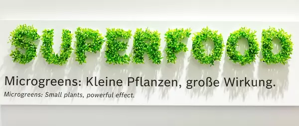 Microgreens plant the word Superfood