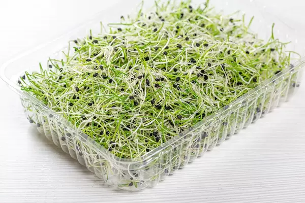 Microgreens sprouts of onion in plastic box on white wooden background