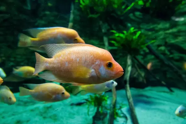Midas cichlid fish in Tropicarium Budapest