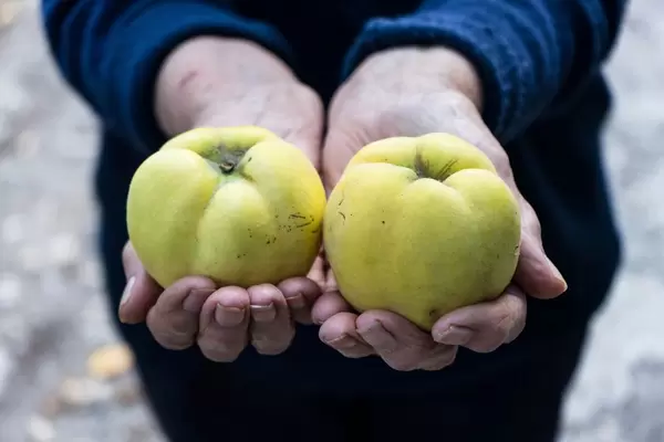 Midsection of the Old Woman Holding Two Quinces